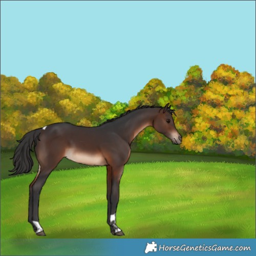 Horse Color:Brown Tobiano Rabicano 
