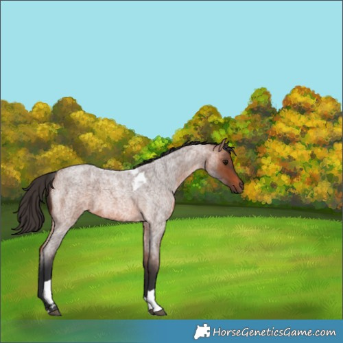 Horse Color:Bay Roan Tobiano