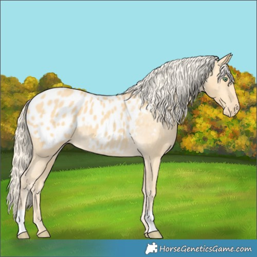 Horse Color:Gold Cream Champagne Appaloosa 