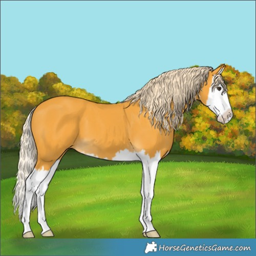 Horse Color:Palomino Splash 