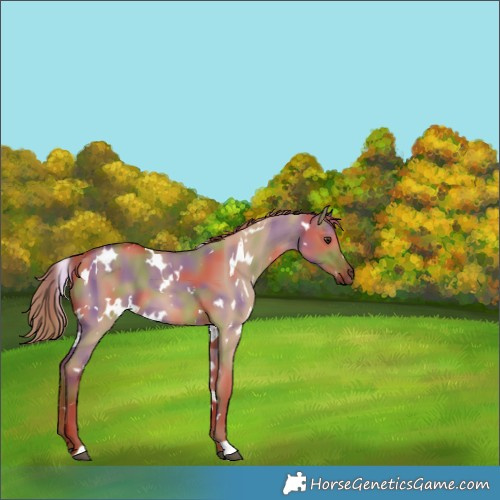 Horse Color:Nacre White Spotted Red Dun 