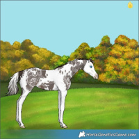 Horse Color:White Spotted Liver Chestnut Ice Splash Varnish 