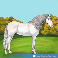 Horse Color:Silver Bay Roan Dun Splash 