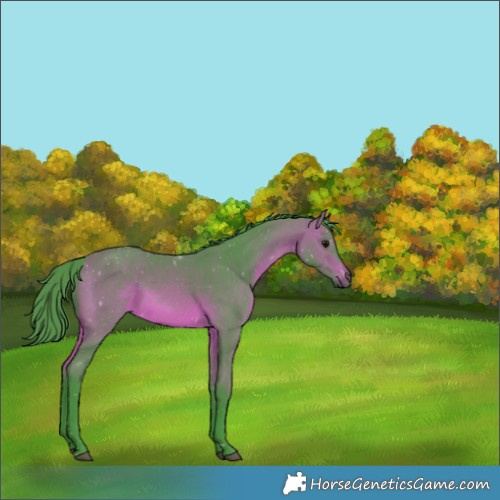 Horse Color:Watercolor Bay 