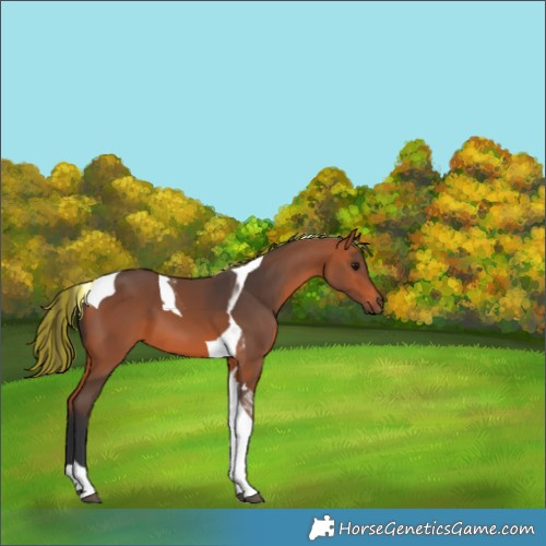 Horse Color:Painted Bay Tobiano 