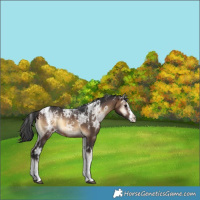 Horse Color:Powder White Brown Ice Onyx Sabino 