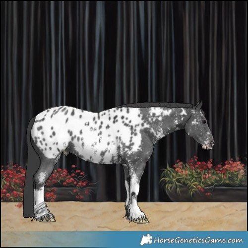 Horse Color:Black Sabino Near Leopard 
