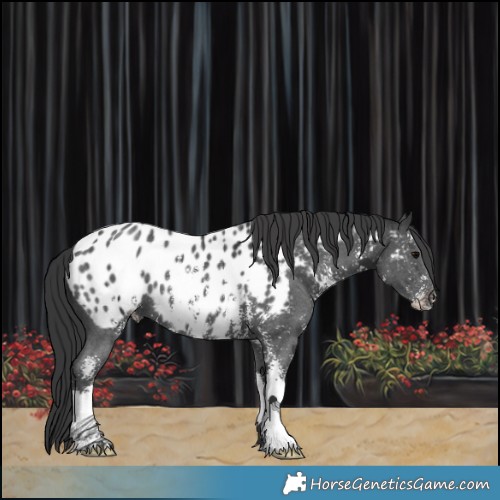 Horse Color:Black Sabino Appaloosa 