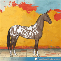 Horse Color:Liver Red Dun Appaloosa 