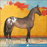 Horse Color:Brown Dun Appaloosa 