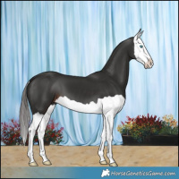 Horse Color:Liver Chestnut Splash 