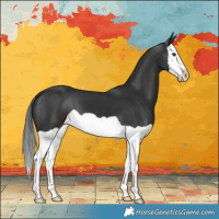 Horse Color:Liver Chestnut Splash Appaloosa 