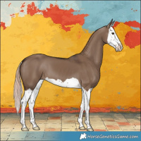 Horse Color:Liver Red Dun Splash 