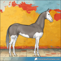 Horse Color:Grullo Splash 