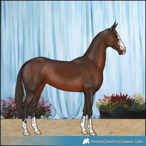 Horse Color:Liver Chestnut 