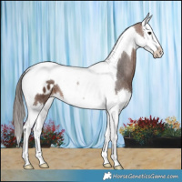 Horse Color:Brown Splash Tobiano Blanket 
