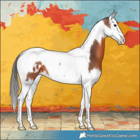 Horse Color:Brown Splash Tobiano Appaloosa