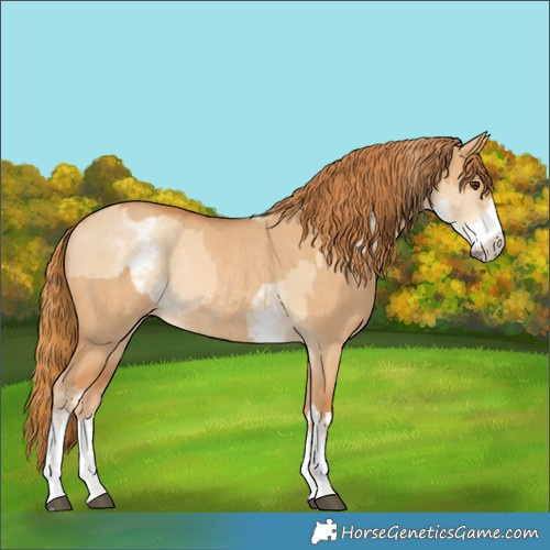 Horse Color:White Spotted Red Dun Rabicano  and Red Dun Rabicano 