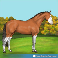 Horse Color:Bay Splash Frame 