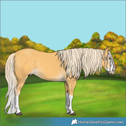 Horse Color:Palomino Splash 