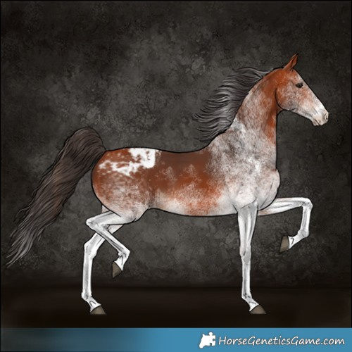 Horse Color:White Spotted Bay Varnish 