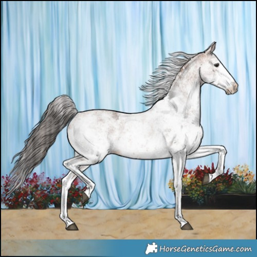 Horse Color:White Spotted Bay Sabino 