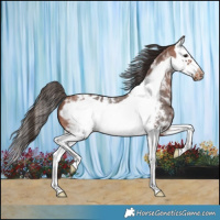 Horse Color:Bay Sabino Splash Frame Appaloosa 