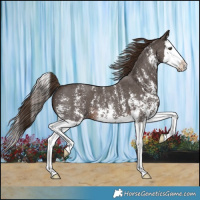 Horse Color:Liver Chestnut Sabino Splash 