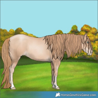 Horse Color:Gold Champagne Pearl Rabicano and Gold Champagne Pearl Rabicano