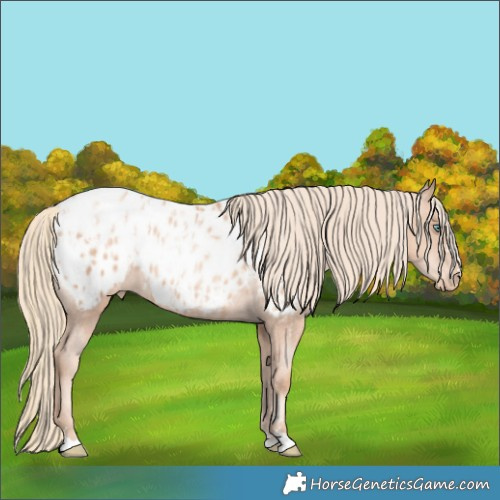 Horse Color:Gold Champagne Pearl Appaloosa Rabicano  and Gold Champagne Pearl Appaloosa Rabicano 