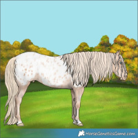 Horse Color:Gold Champagne Pearl Appaloosa Rabicano  and Gold Champagne Pearl Appaloosa Rabicano 