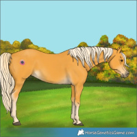 Horse Color:Palomino 