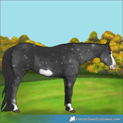 Horse Color:Black Frame 