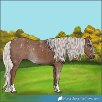 Horse Color:Silver Black