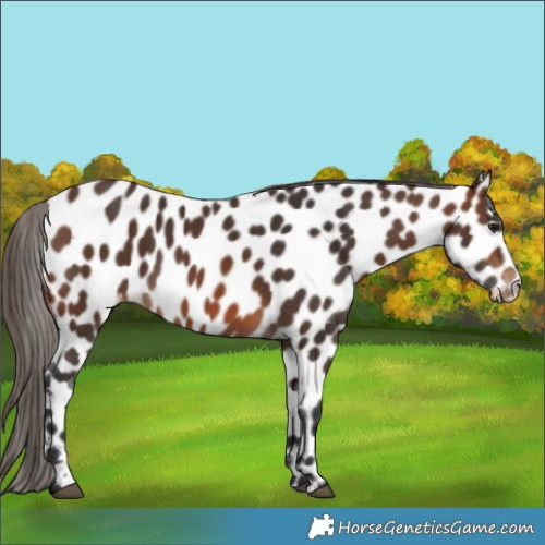 Horse Color:Brown Appaloosa 