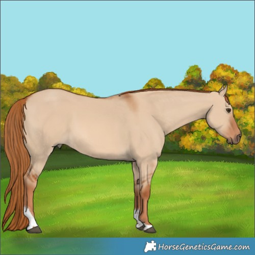 Horse Color:Red Dun Tobiano 