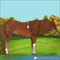 Horse Color:Chestnut Tobiano