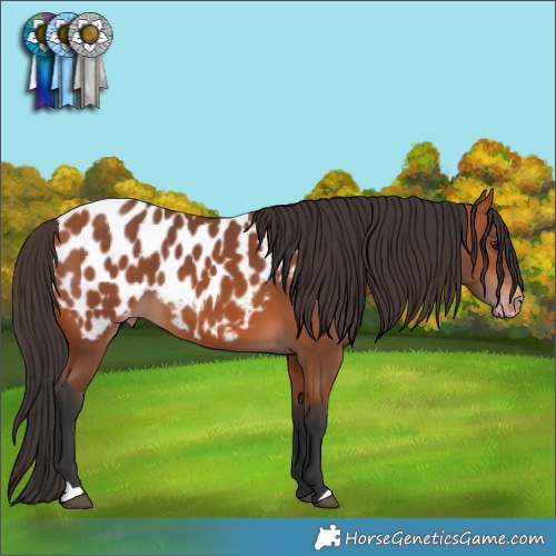 Horse Color:Bay Appaloosa 