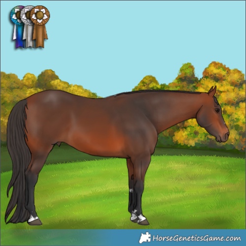 Horse Color:Bay 