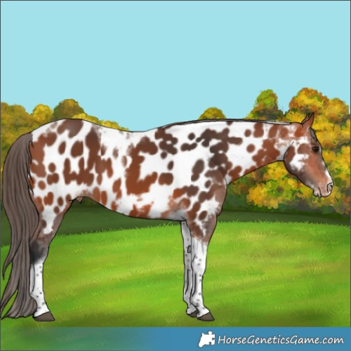 Horse Color:Bay Tobiano Frame Appaloosa 