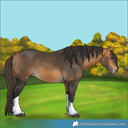 Horse Color:Unknown 