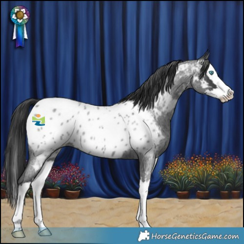 Horse Color:Blue Roan Splash Appaloosa 