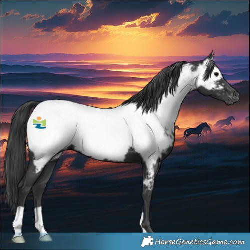 Horse Color:Black Near Fewspot 