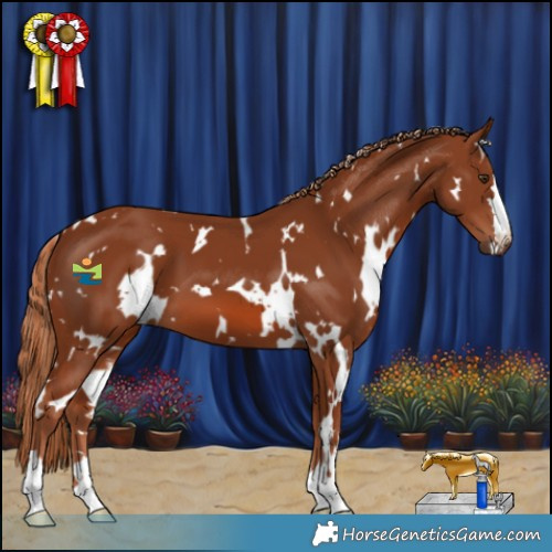 Horse Color:White Spotted Chestnut 
