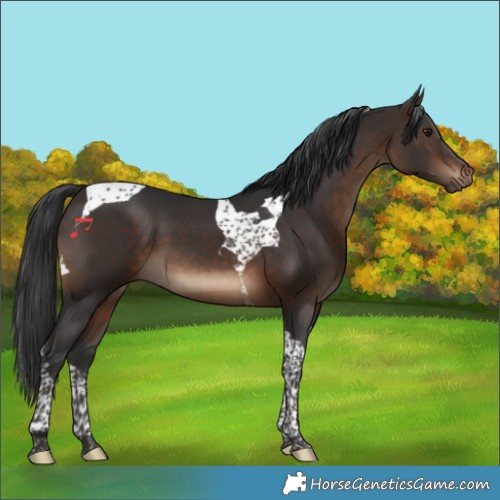 Horse Color:Brown Tobiano 