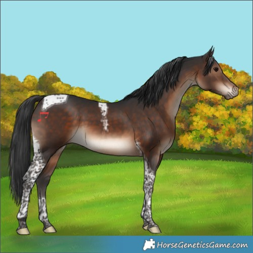 Horse Color:Brown Tobiano 