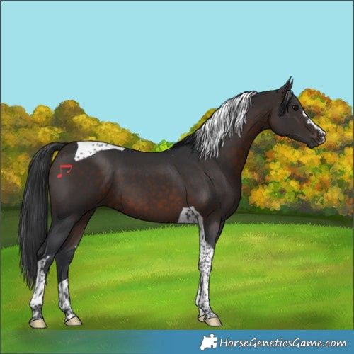 Horse Color:Brown Tobiano 