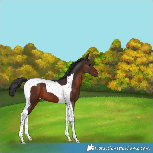 Horse Color:Brown Tobiano 