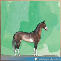 Horse Color:Brown Rabicano 