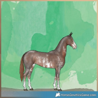 Horse Color:Liver Chestnut Sabino Rabicano 